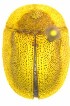  ( - NCT_G12)  @11 [ ] CreativeCommons - Attribution Non-Commercial Share-Alike (2019) Neslihan Bal Gazi University