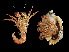  ( - TCCBP_Dahe1)  @11 [ ] No Rights Reserved (2015) Sahat Ratmuangkhwang Andaman Coastal Research Station for Development, Kasetsart University