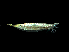  (Centriscus - ACRSD_F162)  @11 [ ] No Rights Reserved (2018) Sahat Ratmuangkhwang Andaman Coastal Research Station for Development, Kasetsart University