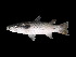  ( - ACRSD_F198)  @11 [ ] No Rights Reserved (2018) Sahat Ratmuangkhwang Andaman Coastal Research Station for Development, Kasetsart University