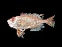  ( - ACRSD_F475)  @11 [ ] No Rights Reserved (2019) Sahat Ratmuangkhwang Andaman Coastal Research Station for Development, Kasetsart University