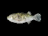  ( - ACRSD_F66)  @11 [ ] No Rights Reserved (2018) Sahat Ratmuangkhwang Andaman Coastal Research Station for Development, Kasetsart University