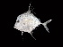  ( - TCFBP_Alin1)  @11 [ ] No Rights Reserved (2015) Sahat Ratmuangkhwang Andaman Coastal Research Station for Development, Kasetsart University