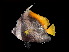  ( - TCFBP_Hesi1)  @11 [ ] Unspecified (default): All Rights Reserved  Unspecified Unspecified
