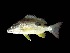  (Lutjanus indicus - TCFBP_Luru1)  @14 [ ] Unspecified (default): All Rights Reserved  Unspecified Unspecified