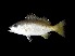  ( - TCFBP_Lusp1)  @11 [ ] Unspecified (default): All Rights Reserved  Unspecified Unspecified