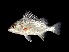  ( - TCFBP_Poka1)  @14 [ ] Unspecified (default): All Rights Reserved  Unspecified Unspecified