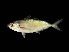  ( - TCFBP_Sebo1)  @14 [ ] Unspecified (default): All Rights Reserved  Unspecified Unspecified