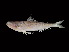  (Trachinocephalus myops - TCFBP_Trmy1)  @13 [ ] Unspecified (default): All Rights Reserved  Unspecified Unspecified