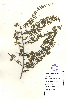  (Phyllanthus emblica - 120169)  @11 [ ] Copyright (2011) R&D Center The Himalaya Drug Company