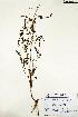  (Phyllanthus tenellus - RRCBI -hm 006)  @11 [ ] Copyrights (2022) BRC Himalaya Wellness  Company