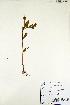  (Phyllanthus urinaria - RRCBI -hm 007)  @11 [ ] Copyrights (2022) BRC Himalaya Wellness  Company