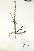  (Phyllanthus virgatus - RRCBI -hm 008)  @11 [ ] Copyrights (2022) BRC Himalaya Wellness  Company