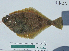  (Citharichthys sordidus - NH-56)  @14 [ ] No Rights Reserved  Unspecified Unspecified