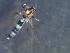  (Cricotopus herrmanni - TUSEG190)  @12 [ ] CreativeCommons - Attribution Share-Alike (2018) Susan Gresens Towson University