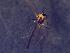  ( - TUSEG240)  @12 [ ] CreativeCommons - Attribution Share-Alike (2018) Susan Gresens Towson University