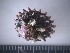  (Lithopoma caelatum - MT_TCI_2117)  @11 [ ] CreativeCommons  Attribution Non-Commercial Share-Alike (2024) Michelle Taylor University of Aberdeen