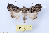  ( - ABOL-BioBlitz 2019 19-1105)  @11 [ ] CC BY-SA (2019) Christoph Wurzer Naturhistorisches Museum Wien