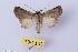  ( - ABOL-BioBlitz 2019 19-1105)  @11 [ ] CC BY-SA (2019) Christoph Wurzer Naturhistorisches Museum Wien