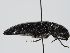  ( - ABOL-BioBlitz 2019 19-1122)  @11 [ ] CC-BY-SA (2021) Schoder Sabine Naturhistorisches Museum Wien