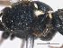  ( - ABOL-BioBlitz 2019 19-1220)  @11 [ ] CC NCBYSA (2020) Schoder Sabine Naturhistorisches Museum Wien