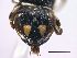  ( - ABOL-BioBlitz 2019 19-1220)  @11 [ ] CC NCBYSA (2020) Schoder Sabine Naturhistorisches Museum Wien