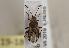  ( - ABOL-BioBlitz 2019 19-1808)  @11 [ ] CC SA (2019) Ernst Heiss Tiroler Landesmuseen