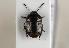  ( - ABOL-BioBlitz 2019 19-1898)  @11 [ ] CC SA (2019) Ernst Heiss Tiroler Landesmuseen