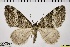  ( - ABOL-BioBlitz 2019 19-1730)  @13 [ ] CreativeCommons - Attribution Share-Alike (2020) Unspecified Private Collection of Hartmuth Strutzberg