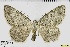  (Yezognophos dilucidaria - ABOL-BioBlitz 2019 19-1731)  @11 [ ] CreativeCommons - Attribution Share-Alike (2020) Unspecified Private Collection of Hartmuth Strutzberg