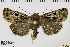  ( - ABOL-BioBlitz 2019 19-1733)  @11 [ ] CreativeCommons - Attribution Share-Alike (2020) Unspecified Private Collection of Hartmuth Strutzberg