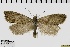  ( - ABOL-BioBlitz 2019 19-1740)  @11 [ ] CreativeCommons - Attribution Share-Alike (2020) Unspecified Private Collection of Hartmuth Strutzberg