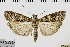  ( - ABOL-BioBlitz 2019 19-1776)  @14 [ ] CreativeCommons - Attribution Share-Alike (2020) Unspecified Private Collection of Hartmuth Strutzberg