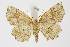  ( - BC_LSNOE_Lep_01526)  @11 [ ] CreativeCommons - Attribution Non-Commercial Share-Alike (2019) Wolfgang Stark Landessammlungen Niederösterreich