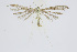  ( - BC_LSNOE_Lep_01547)  @12 [ ] CreativeCommons - Attribution Non-Commercial Share-Alike (2019) Wolfgang Stark Landessammlungen Niederösterreich