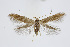  ( - BC_LSNOE_Lep_01554)  @14 [ ] CreativeCommons - Attribution Non-Commercial Share-Alike (2019) Wolfgang Stark Landessammlungen Niederösterreich
