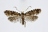  ( - BC_LSNOE_Lep_01568)  @11 [ ] CreativeCommons - Attribution Non-Commercial Share-Alike (2019) Wolfgang Stark Landessammlungen Niederösterreich