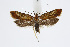  ( - BC_LSNOE_Lep_01582)  @11 [ ] CreativeCommons - Attribution Non-Commercial Share-Alike (2019) Wolfgang Stark Landessammlungen Niederösterreich