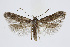  (Exoteleia dodecella - BC_LSNOE_Lep_01597)  @15 [ ] CreativeCommons - Attribution Non-Commercial Share-Alike (2019) Wolfgang Stark Landessammlungen Niederösterreich