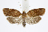  ( - BC_LSNOE_Lep_01614)  @11 [ ] CreativeCommons - Attribution Non-Commercial Share-Alike (2019) Wolfgang Stark Landessammlungen Niederösterreich