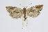  ( - BC_LSNOE_Lep_01639)  @13 [ ] CreativeCommons - Attribution Non-Commercial Share-Alike (2019) Wolfgang Stark Landessammlungen Niederösterreich