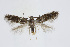  ( - BC_LSNOE_Lep_01652)  @13 [ ] CreativeCommons - Attribution Non-Commercial Share-Alike (2019) Wolfgang Stark Landessammlungen Niederösterreich