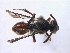  ( - ABOL-BioBlitz 2019 BW_0003_S)  @13 [ ] CC NC-BY-SA (2019) Dominique Zimmermann Naturhistorisches Museum Wien