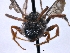  ( - ABOL-BioBlitz 2019 BW_0003_S)  @12 [ ] CC NC-BY-SA (2019) Dominique Zimmermann Naturhistorisches Museum Wien