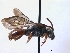  (Nomada femoralis - ABOL-BioBlitz 2019 BW_0003_S)  @14 [ ] CC NC-BY-SA (2019) Dominique Zimmermann Naturhistorisches Museum Wien