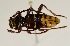  ( - ABOL-BioBlitz 2019 19-1064)  @11 [ ] CreativeCommons - Attribution Share-Alike (2020) Unspecified Bundesforschungs- und Ausbildungszentrum fur Wald