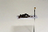  ( - ABOL-BioBlitz 2019 19-1070)  @11 [ ] CreativeCommons - Attribution Share-Alike (2020) Unspecified Bundesforschungs- und Ausbildungszentrum fur Wald