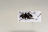  ( - ABOL-BioBlitz 2019 19-1070)  @11 [ ] CreativeCommons - Attribution Share-Alike (2020) Unspecified Bundesforschungs- und Ausbildungszentrum fur Wald