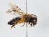  (Andrena freygessneri - ABOL-BioBlitz 2019 HT0004_S)  @11 [ ] CC NCBYSA (2020) Schoder Sabine Naturhistorisches Museum Wien
