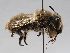  ( - ABOL-BioBlitz 2019 LB0012_S)  @13 [ ] CC NCBYSA (2020) Schoder Sabine Naturhistorisches Museum Wien